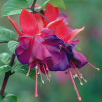colorful petal