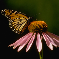 petal