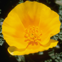 colorful petal