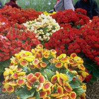 petal